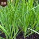 Northern vegetables leek seed seedlings small leaves all year round northern and southern family balcony rapeseed small fine leaf leek seeds 10g