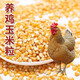 Dried corn kernels for feeding chickens, ducks, geese, pigeons, food, feed, wine, making nests, fishing bait, farmhouse corn kernels, yellow corn 10Jin Jin is equal to 0.5 kilograms of corn kernels