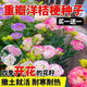 Lisianthus Flower Seeds Thornless Rose Seeds Indoor and Outdoor Flower Seeds Mixed Color Flower Seeds for Four Seasons Sowing Romantic Sea of Flowers Mixed Color Lisianthus Seeds New Seeds of the Season 3 Packs of Approximately 928 Capsules Blooming in All Seasons