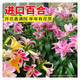 Perfume lily bulbs with buds bloom all year round, indoor and outdoor balcony multi-headed lilies are cold-resistant and easy to grow, mixed colors, shipped with buds, 5 balls (cheaper)