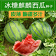 8424 Rock Sugar Kirin Watermelon Seeds, Super Sweet, High Yield, Early Maturity, Crispy Watermelon King Seeds, Four Seasons Fruit Seeds, 5 packs of 8424 seeds, 240 capsules