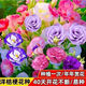 Lisianthus Flower Seeds Thornless Rose Seeds Indoor and Outdoor Flower Seeds Mixed Color Flower Seeds for Four Seasons Sowing Romantic Sea of Flowers Mixed Color Lisianthus Seeds New Seeds of the Season 3 Packs of Approximately 928 Capsules Blooming in All Seasons