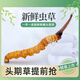 2025年头期鲜草新鲜冬虫夏草正品鲜虫草天然鲜虫草营养滋补送礼 西藏鲜草0.5-0.6克/条 20条送1条 冬虫夏草  顺丰发货