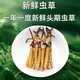鹿章堂2025新鲜冬虫夏草头茬虫草顺丰冷链产地直发精选新鲜大草 西藏鲜虫草每条0.8克30条装