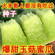 Qizhe's new variety of sweet jade mushroom, melon, honeydew and cantaloupe seeds are high-yielding and easy to grow and can be sown in all seasons. Fresh fruit seeds can be sown in all seasons. Sweet Yuru melon seeds 120 capsules