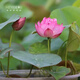 Miniaturschüssel Lotus Sämlinge Hydroponische Pflanzen Lotus kleine Lotus-Sämlinge Wurzelstamm Lotus Peitsche Sämlinge Gartenblüten Nackte Lotuswurzelfedern [mittelgroß] 8-15 cm