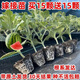 Watermelon seedlings grafted 8424 Extra Sweet Kirin Super Sweet Seedless Midu Watermelon Seedlings Potted Planting Watermelon Seedlings 2K Buy 4+2 (Real Harvest 6) + Fertilizer