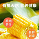 High-quality sweet corn, fresh fruit corn, freshly picked tender corn, sweet fruit corn, nutritious breakfast juice, 1.8-2Jin Jin equal to 0.5kg, with box, 2-3 pieces, starting from 300g/root
