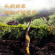 
2025 Fresh Cordyceps Authentic First-Stage Fresh Cordyceps 1.2g/root of genuine fresh grass for gift supplements 0.8-1.0g/root [Cryo-save] 10 fresh Cordyceps