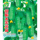 New varieties of fruit cucumbers are on the market for raw consumption. Four-season fruit seeds and vegetable seeds are new varieties for balcony planting. New varieties of crisp and sweet fruit cucumber seeds are about 50 capsules per pack.