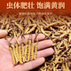 雪域祝福高海拔 纯天然 冬虫夏草礼盒装 送礼佳品 送长辈礼盒 200克精品木盒 2根1克