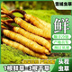 Fresh Cordyceps sinensis first stubble fresh grass genuine large size 2025 head fresh grass SF Express cold chain origin directly shipped Tibet fresh Cordyceps 0.6-0.7 grams each pack of 100 pieces