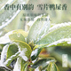 Shanlihuo Oolong Tea Premium Phoenix Single Pine Duck Shit Fragrance Special 100g Light Fire Canned Snow Tablets