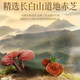 Beijing Tongrentang Organic Break-Wall Ganoderma Lucidum Spore Powder Gift Box for Elders Adults and Middle-aged and Elderly Enhanced Immunity 120 Bag Gift Box [Organic Certification Enhanced Immunity]