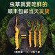正品2025头期草新鲜冬虫夏草头茬虫草0.8克/根鲜虫草顺丰冷链发货 西藏鲜草每根0.5克50条送3条