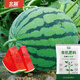 Northern Vegetable Kirin Watermelon Seed New Varieties Lazy Man Southern Meidu Watermelon Seed Rock Sugar Kirin Melon Seed 50 capsules + 1 bag of fertilizer