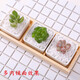 Runhuanian succulent paving stones, small colored stones, flower pots, green plants, white stones, colorful stone potted plants, flower growing stones, decoration, 2 Jin Jin is equal to 0.5 kg, Da Bai + 1 Jin Jin is equal to 0.5 kg, Da Cai (suitable for large pots)