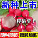 Qizhe Fruit Cherry Radish Seed Collection for Four Seasons Sowing White Radish and Carrot Seeds Balcony Potted Vegetable Seeds Fruit Cherry Radish Seeds 1 pack/300 capsules