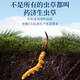 Yao Jisheng freeze-dried Cordyceps sinensis 10g Cordyceps sinensis OCC flagship store gift box birthday gift box for parents and elders high-end gift