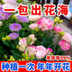 Lisianthus Flower Seeds Thornless Rose Seeds Indoor and Outdoor Flower Seeds Mixed Color Flower Seeds for Four Seasons Sowing Romantic Sea of Flowers Mixed Color Lisianthus Seeds New Seeds of the Season 3 Packs of Approximately 928 Capsules Blooming in All Seasons