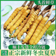 Fresh Cordyceps sinensis in the first period 2025 first stubble fine fresh Cordyceps is now dug. SF Express cold chain shipped for self-use on the same day. Tibet Nagqu fresh grass is 0.5-0.6 grams each. 20 pieces of 20 pieces