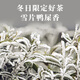 Shanlihuo Oolong Tea Premium Phoenix Single Pine Duck Shit Fragrance Special 100g Light Fire Canned Snow Tablets