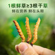 至未微当季鲜冬虫夏草鲜虫草送礼送父母送长辈滋补养生礼品顺丰冷链速发 五根装鲜虫草【0.6-0.8克/一根】