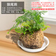 Stone flowerpot absorbent stone water-absorbing stone original stone natural flowerpot with asparagus bamboo and calamus succulents micro landscape pot 13-17cm stone pot + wolf tail fern package one