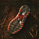 阿迪达斯（adidas）高尔夫球鞋男鞋25全新AdiZero ZG舒适轻量稳定支撑BOA旋转按钮鞋 IH9896 白/亮红/黑色 42 =8码