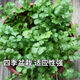 Easy to germinate large-leaf coriander seeds coriander seeds heat-resistant four-season balcony indoor potted seeds vegetable seeds four-season large-leaf coriander about 1000 capsules 1 pack