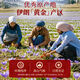 Beijing Tongrentang Saffron Authentic Iranian Original Non-Tibet Special 3g Imported Authentic Special rating Gift for Elders Dragon Boat Festival First New Flower No Sulphur First New Flower [Two Bottles]
