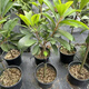 New variety of Magana Mommy fruit saplings in the north and south potted courtyards that bear fruit in the current year 1.5cm (inclusive)-2cm 1-year seedlings without roots 1