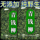 Beijing Tongrentang [Plant] Jiangxi Xiushui Wild Green Money Willow Original Original Green Money Willow Tea Jin Money Willow Tea Selected Special Green Money Willow Can In 250g