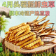 2025 Cordyceps frais Sinensis Time supérieur sélectionné Cordyceps frais SF Express Chaîne froide Origine droite CHEAUX GRANDE GROUPE FRÈS. Chaque cordyceps frais du Tibet a 0,6 gramme de 30 morceaux de 30 pièces
