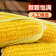 High-quality sweet corn, fresh fruit corn, freshly picked tender corn, sweet fruit corn, nutritious breakfast juice, 1.8-2Jin Jin equal to 0.5kg, with box, 2-3 pieces, starting from 300g/root