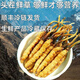 2025 Cordyceps frais Sinensis Time supérieur sélectionné Cordyceps frais SF Express Chaîne froide Origine droite CHEAUX GRANDE GROUPE FRÈS. Chaque cordyceps frais du Tibet a 0,6 gramme de 30 morceaux de 30 pièces
