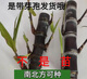 Guangxi authentic black sugarcane seedlings seedlings sugarcane seeds wholesale potted plants can be planted crispy and sweet, can be planted in the north and south, 2 black sugarcane roots with 3-6 spores, Guangxi sugarcane seedling head