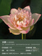 Miniaturschüssel Lotus Sämlinge Hydroponische Pflanzen Lotus kleine Lotus-Sämlinge Wurzelwurzel Wurzel Peitsche Sämlinge Gartenblüten nackt Lotus Wurzel Master [klein] 8-15 cm