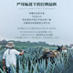 23 premios internacionales de ou shuai, la botella original de tequila tequila tequila mezcla de vinos espíritus de vino de vino ou shuai oro 750 ml de una sola pieza