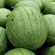 Xinhongbao watermelon seedlings extra large early maturing four-season disease-resistant green extra large sweet lazy watermelon seeds giant watermelon seedlings A Xinhongbao watermelon seeds 1 pack