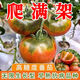 Qizhe's authentic fruit, strawberry tomato seeds, super sweet iron-barrel tomato seeds, balcony field spring and autumn planting, iron-barrel strawberry tomato seeds, 2 packs/200 grains, scattered