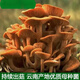 
The yield of pine mushrooms in Yunnan is higher than that of mushroom mushrooms and mushrooms. Pine mushrooms can be grown in flower pots. The new season's high-yield yellow pine mushrooms are produced. 678 mushroom strains are produced repeatedly + planting instructions