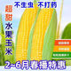 Sweet and crispy fruit corn big sticks, early maturing, fragrant and super sweet corn, eaten raw in the field for all seasons, high quality fruit corn seeds, newly planted in season - 2 packs, about 102 seeds