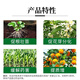 0.004% 14-Hydroxybrassinolide Lactosterol Pakchoi Growth Regulating Pesticide Plant Growth Regulator 1000ml