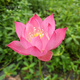 Miniaturschüssel Lotus Sämlinge Hydroponische Pflanzen Lotus kleine Lotus-Sämlinge Wurzelstamm Lotus Peitsche Sämlinge Gartenblüten Nackte Lotuswurzelfedern [mittelgroß] 8-15 cm