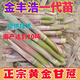 Four Seasons Fruit Gold Seedlings Gold White Jade North and South Planting Sweet Guangxi Black Sugar Cane Seeds with Spores Gui 2 Black Skin 100 Roots Crispy Fruit Sugar Cane Seedlings