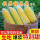 Sweet and crispy fruit corn big sticks, early maturing, fragrant and super sweet corn, eaten raw in the field for all seasons, high quality fruit corn seeds, newly planted in season - 2 packs, about 102 seeds