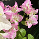 1,158 people have praised the bougainvillea seeds that bloom frequently in all seasons and are authentic Brazilian rare varieties of climbing vines with three double petals. Angus bougainvillea seeds 20 capsules