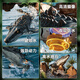 4DRC simulation remote control diving camera shark boat toys for women boys water electric speedboat yacht children's birthday gift Mosasaur [standard version] cool light + water spray 2 sets of module batteries + remote control battery