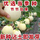 Qizhe Super Sweet White Sugar Melon Seed Super Sweet Early Melon Ripe Seed White Honey Melon Can High Yield Sweet Sugar Melon Seed Fruit All Seasons White Sugar Honey Melon Seed Trial Pack 5